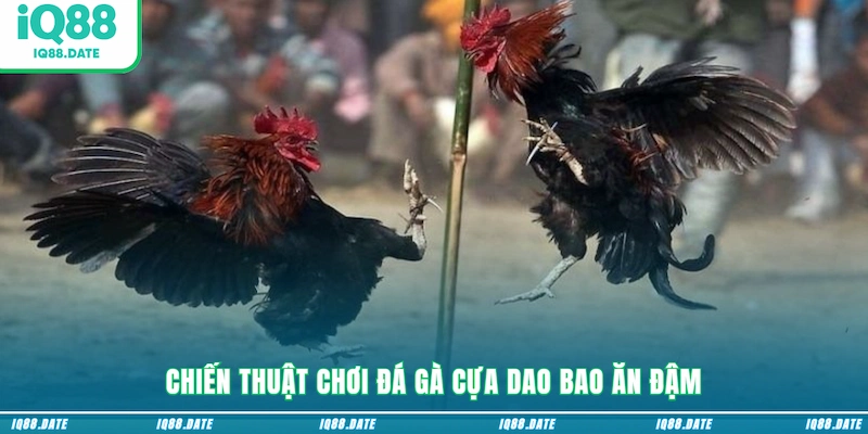 Chiến thuật chơi đá gà cựa dao bao ăn đậm