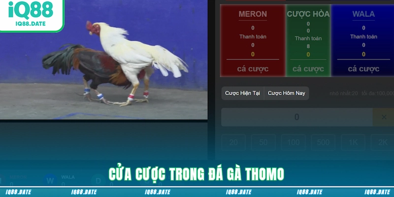 Cửa cược trong đá gà Thomo