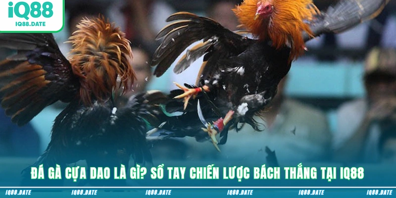 Đá Gà Cựa Dao
