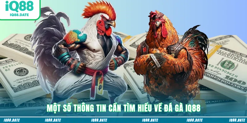 Một số thông tin cần tìm hiểu về đá gà IQ88