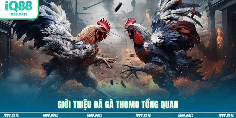 Giới thiệu đá gà Thomo