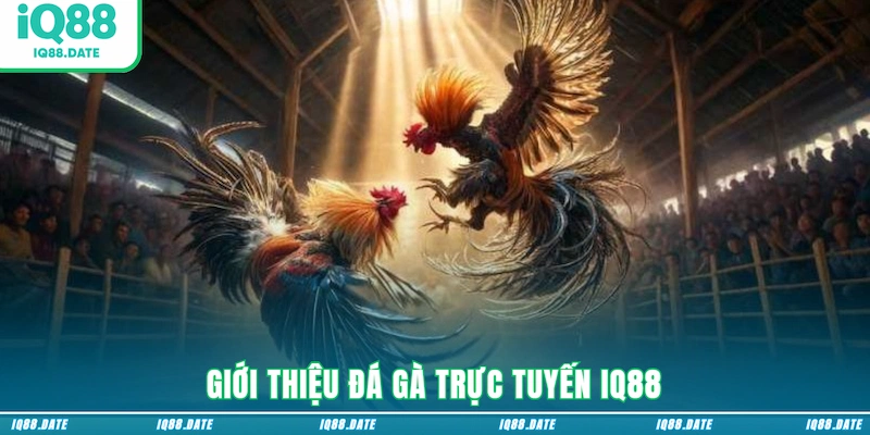 Giới thiệu đá gà trực tuyến IQ88