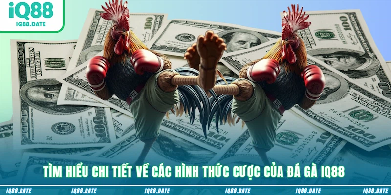 Tìm hiểu chi tiết về các hình thức cược của đá gà IQ88