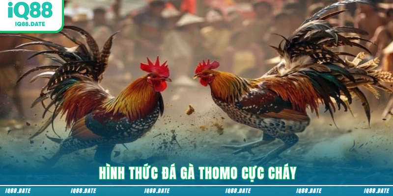 Hình thức đá gà Thomo cực cháy