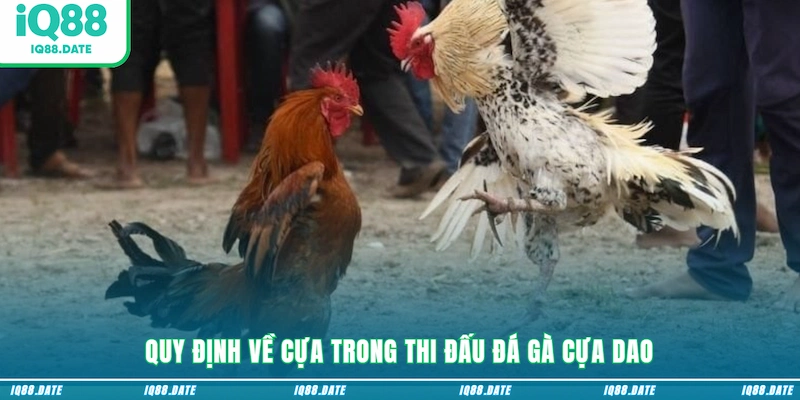 Quy định về cựa trong thi đấu đá gà cựa dao