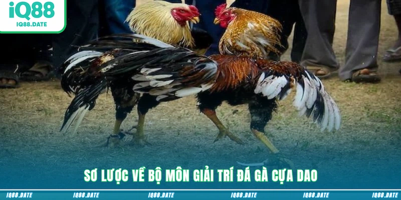 Sơ lược về bộ môn giải trí đá gà cựa dao